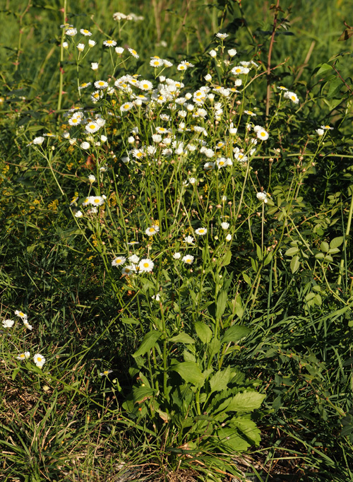 Einjähriger Feinstrahl, Erigeron annuus